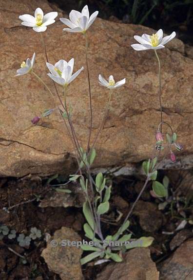 meconella californica 1 graphic